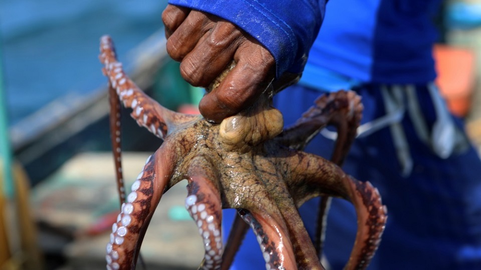 Spanish Seafood Giant Abandons Controversial Plans for World’s First Commercial Octopus Farm